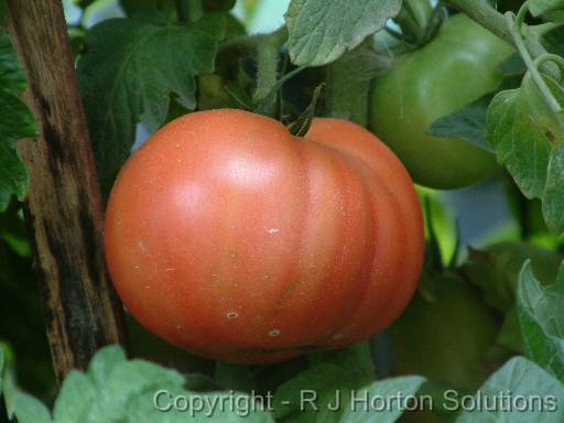 Tomato Half ripe 